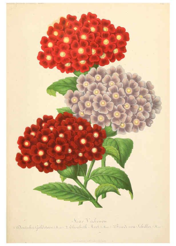 Reproducción/Reproduction 6056405288: Illustrierte Garten-Zeitung. bd.4 Stuttgart,E. Schweizerbart