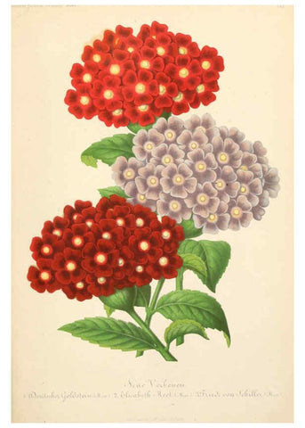 Reproducción/Reproduction 6056405288: Illustrierte Garten-Zeitung. bd.4 Stuttgart,E. Schweizerbart