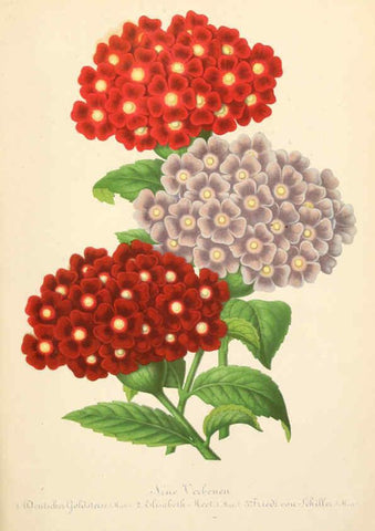 Reproducción/Reproduction 6056405288: Illustrierte Garten-Zeitung. bd.4 Stuttgart,E. Schweizerbart