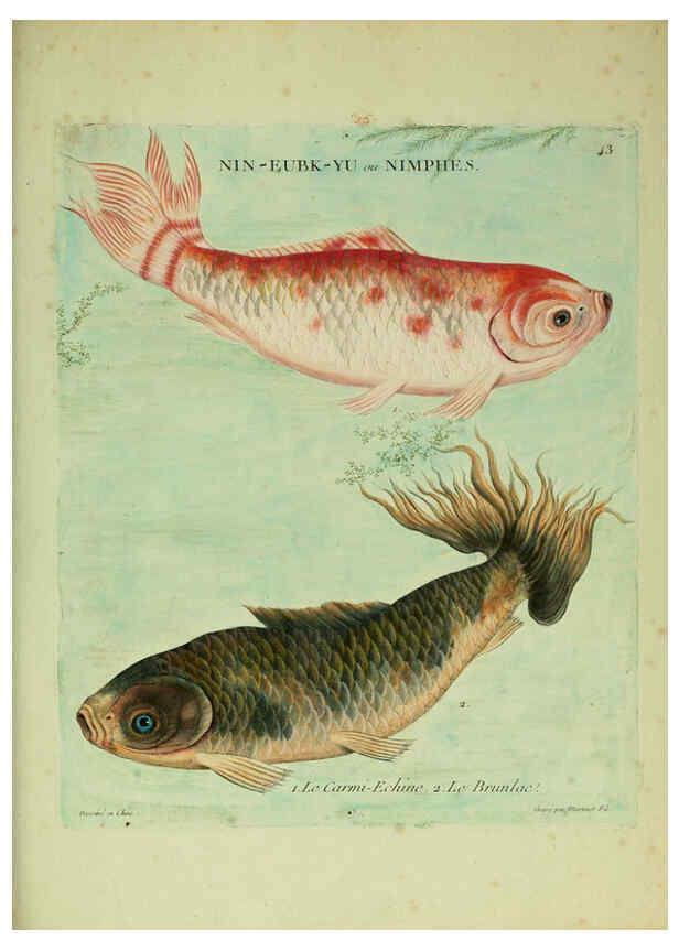 Reproducción/Reproduction 6055799021: Histoire naturelle des dorades de la Chine Paris :[s.n.],1780