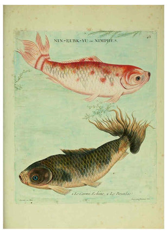 Reproducción/Reproduction 6055799021: Histoire naturelle des dorades de la Chine Paris :[s.n.],1780
