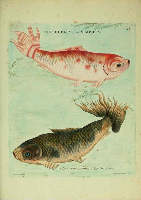 Reproducción/Reproduction 6055799021: Histoire naturelle des dorades de la Chine Paris :[s.n.],1780