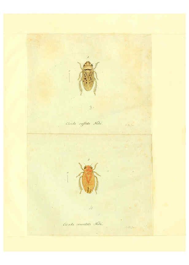 Reproducción/Reproduction 6056303538: Faunae insectorum Germanicae initia Nuremberg :Felsecker,1792-1823 