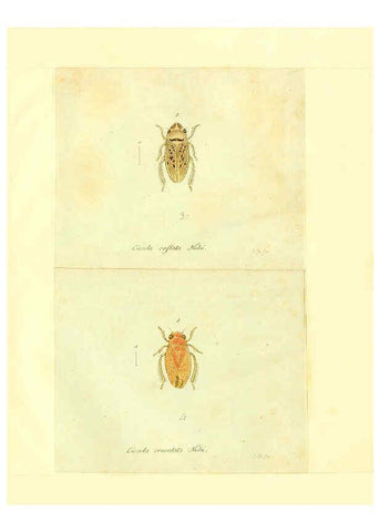 Reproducción/Reproduction 6056303538: Faunae insectorum Germanicae initia Nuremberg :Felsecker,1792-1823 
