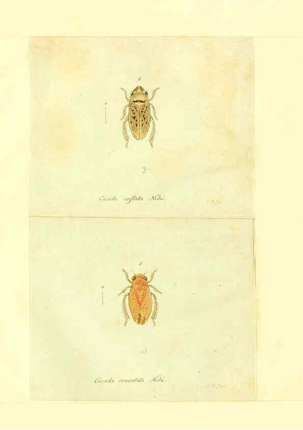 Reproducción/Reproduction 6056303538: Faunae insectorum Germanicae initia Nuremberg :Felsecker,1792-1823 