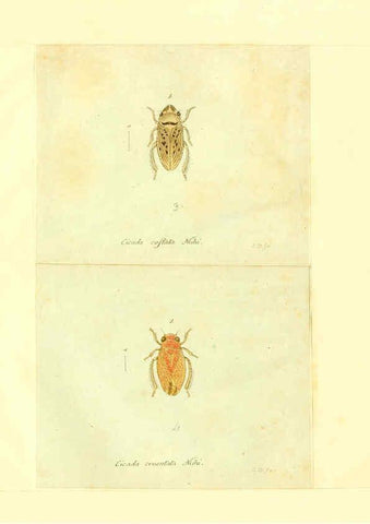 Reproducción/Reproduction 6056303538: Faunae insectorum Germanicae initia Nuremberg :Felsecker,1792-1823 