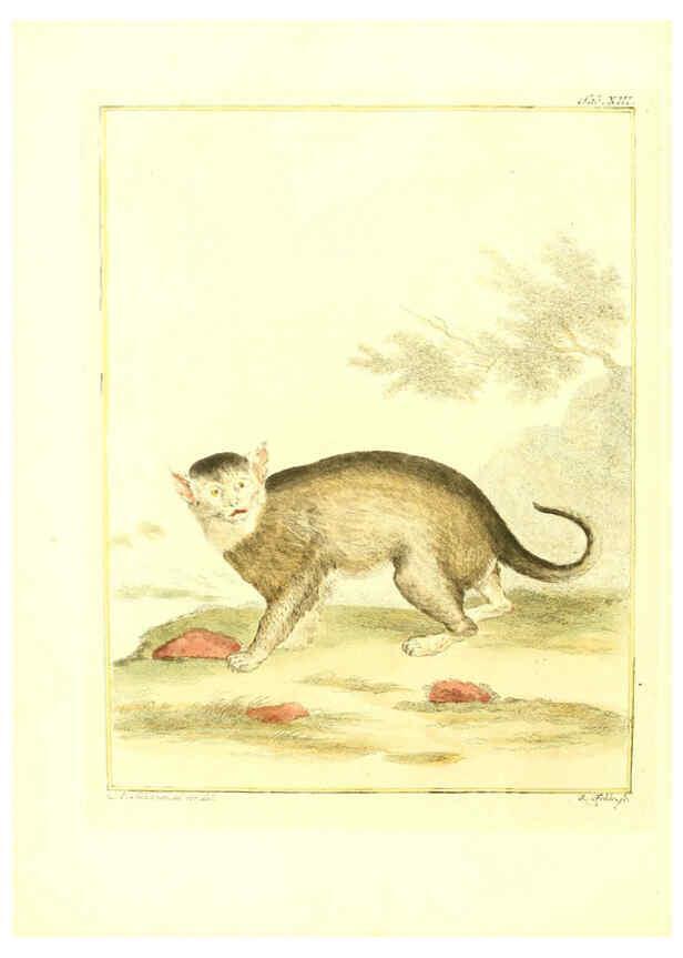 Reproducción/Reproduction 6056164079: Natuurkundige beschryving eener uitmuntende verzameling van zeldsaame gedierten Te Amsterdam :By J.B. Elwe,1804