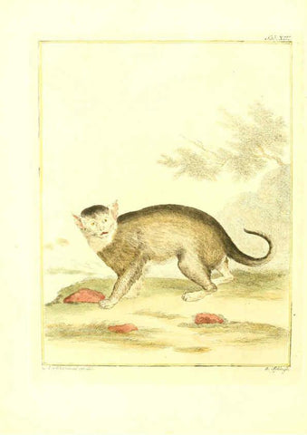 Reproducción/Reproduction 6056164079: Natuurkundige beschryving eener uitmuntende verzameling van zeldsaame gedierten Te Amsterdam :By J.B. Elwe,1804
