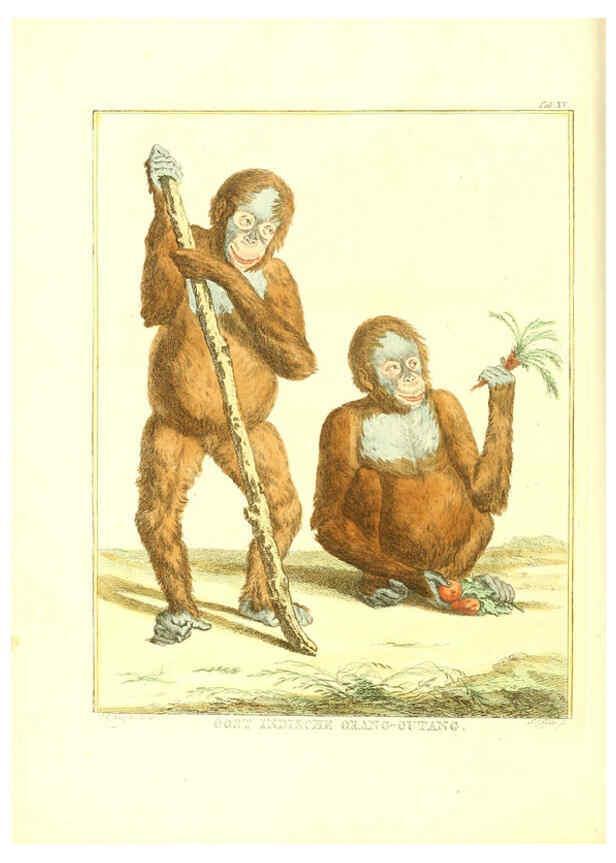 Reproducción/Reproduction 6056712958: Natuurkundige beschryving eener uitmuntende verzameling van zeldsaame gedierten Te Amsterdam :By J.B. Elwe,1804
