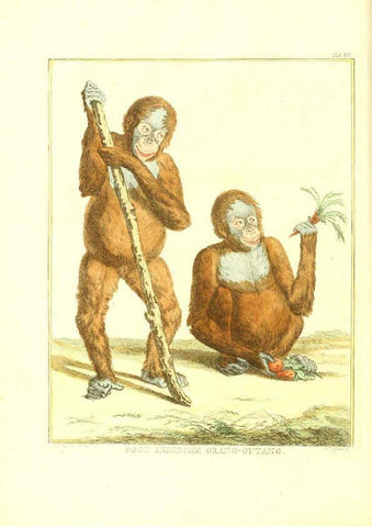 Reproducción/Reproduction 6056712958: Natuurkundige beschryving eener uitmuntende verzameling van zeldsaame gedierten Te Amsterdam :By J.B. Elwe,1804