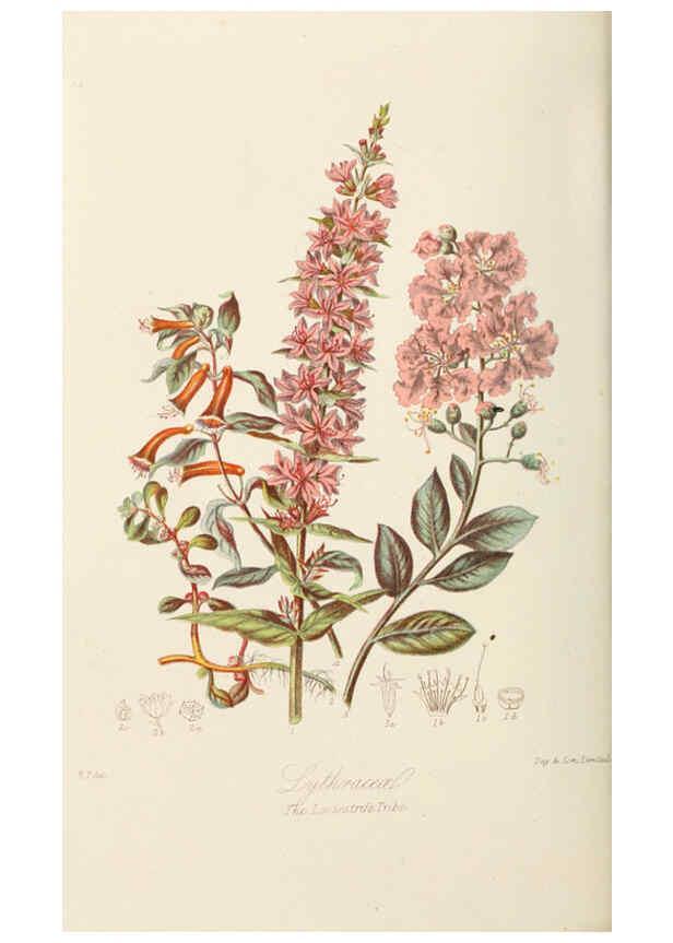 Reproducción/Reproduction 6058489495: Illustrations of the natural orders of plants with groups and descriptions. v.1 London :Sampson Low, Son, and Marston,1868