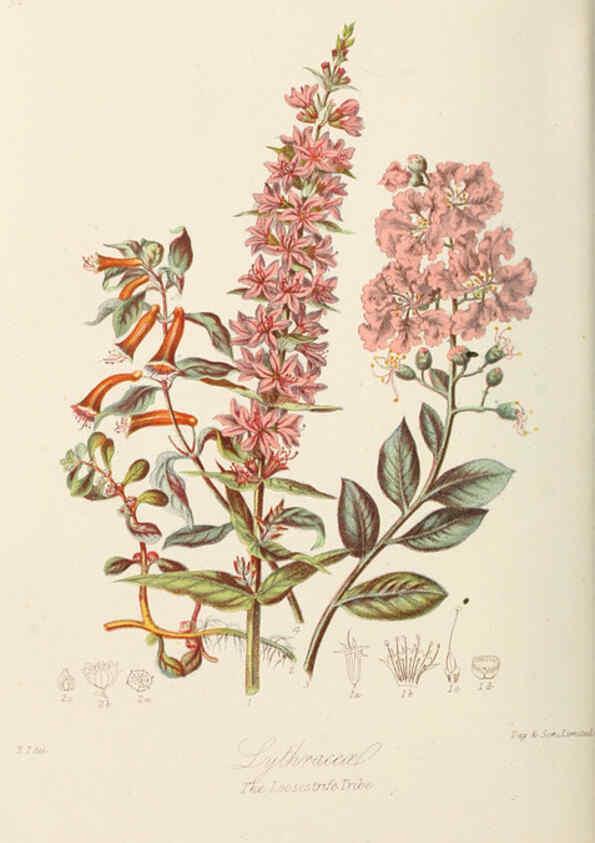 Reproducción/Reproduction 6058489495: Illustrations of the natural orders of plants with groups and descriptions. v.1 London :Sampson Low, Son, and Marston,1868