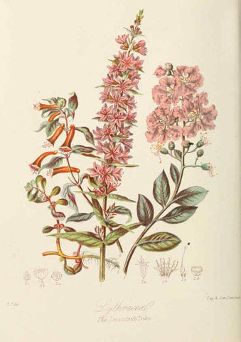 Reproducción/Reproduction 6058489495: Illustrations of the natural orders of plants with groups and descriptions. v.1 London :Sampson Low, Son, and Marston,1868