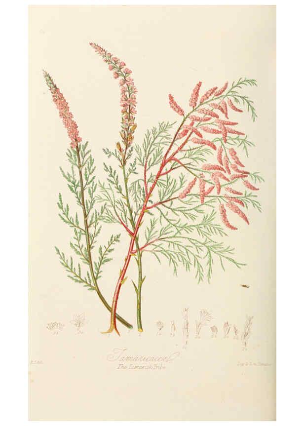 Reproducción/Reproduction 6058489689: Illustrations of the natural orders of plants with groups and descriptions. v.1 London :Sampson Low, Son, and Marston,1868