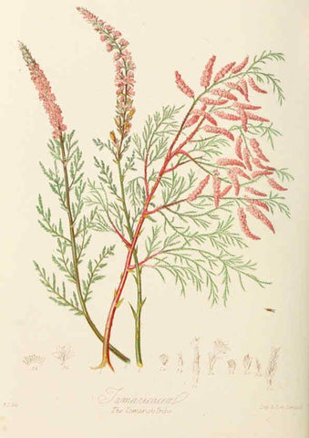 Reproducción/Reproduction 6058489689: Illustrations of the natural orders of plants with groups and descriptions. v.1 London :Sampson Low, Son, and Marston,1868