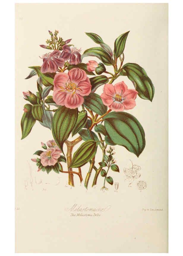 Reproducción/Reproduction 6059037684: Illustrations of the natural orders of plants with groups and descriptions. v.1 London :Sampson Low, Son, and Marston,1868