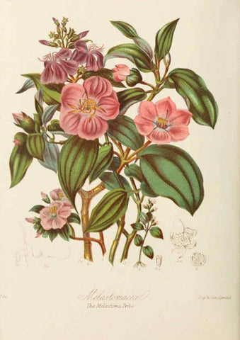 Reproducción/Reproduction 6059037684: Illustrations of the natural orders of plants with groups and descriptions. v.1 London :Sampson Low, Son, and Marston,1868