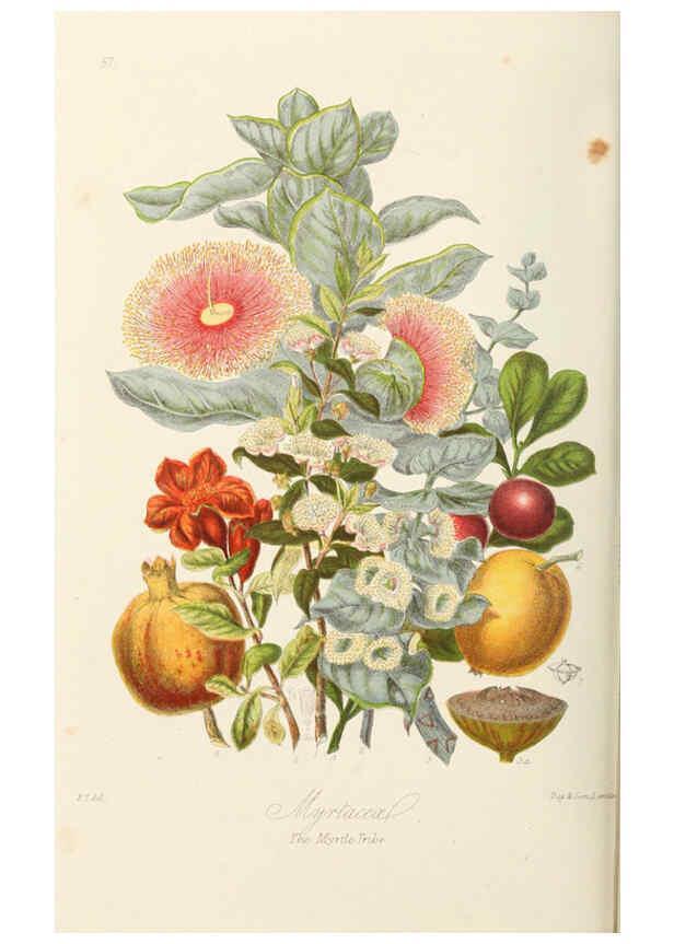 Reproducción/Reproduction 6058490149: Illustrations of the natural orders of plants with groups and descriptions. v.1 London :Sampson Low, Son, and Marston,1868