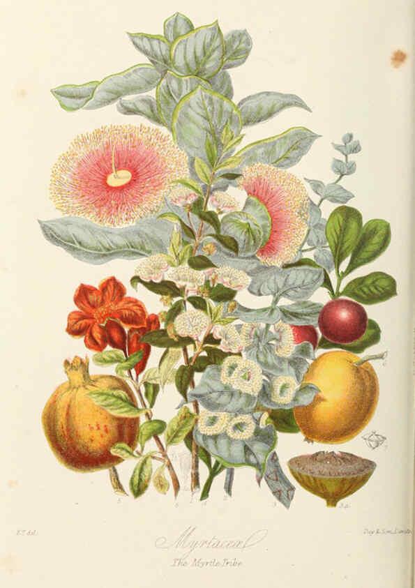 Reproducción/Reproduction 6058490149: Illustrations of the natural orders of plants with groups and descriptions. v.1 London :Sampson Low, Son, and Marston,1868