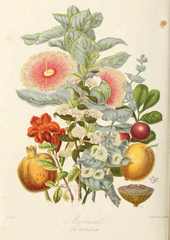 Reproducción/Reproduction 6058490149: Illustrations of the natural orders of plants with groups and descriptions. v.1 London :Sampson Low, Son, and Marston,1868