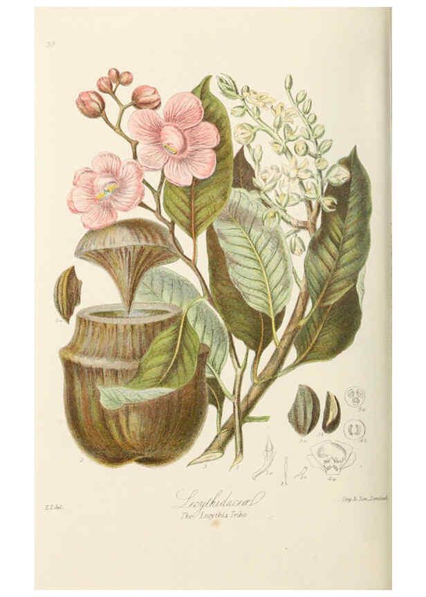 Reproducción/Reproduction 6059038222: Illustrations of the natural orders of plants with groups and descriptions. v.1 London :Sampson Low, Son, and Marston,1868