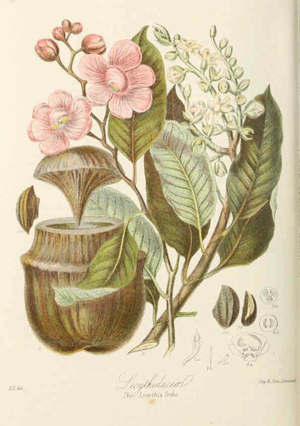 Reproducción/Reproduction 6059038222: Illustrations of the natural orders of plants with groups and descriptions. v.1 London :Sampson Low, Son, and Marston,1868