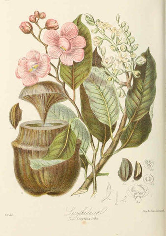 Reproducción/Reproduction 6059038222: Illustrations of the natural orders of plants with groups and descriptions. v.1 London :Sampson Low, Son, and Marston,1868