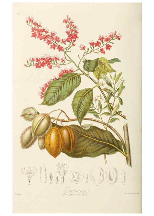 Reproducción/Reproduction 6059038490: Illustrations of the natural orders of plants with groups and descriptions. v.1 London :Sampson Low, Son, and Marston,1868