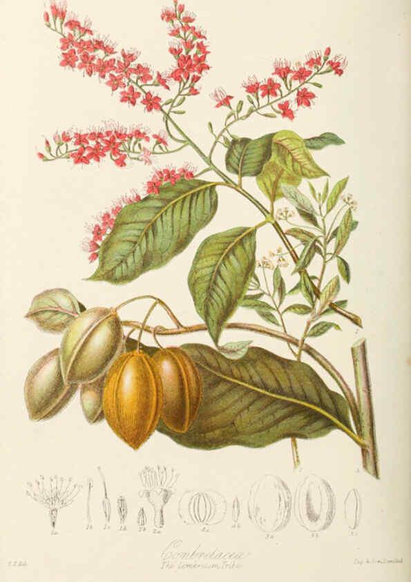 Reproducción/Reproduction 6059038490: Illustrations of the natural orders of plants with groups and descriptions. v.1 London :Sampson Low, Son, and Marston,1868