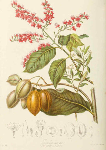 Reproducción/Reproduction 6059038490: Illustrations of the natural orders of plants with groups and descriptions. v.1 London :Sampson Low, Son, and Marston,1868