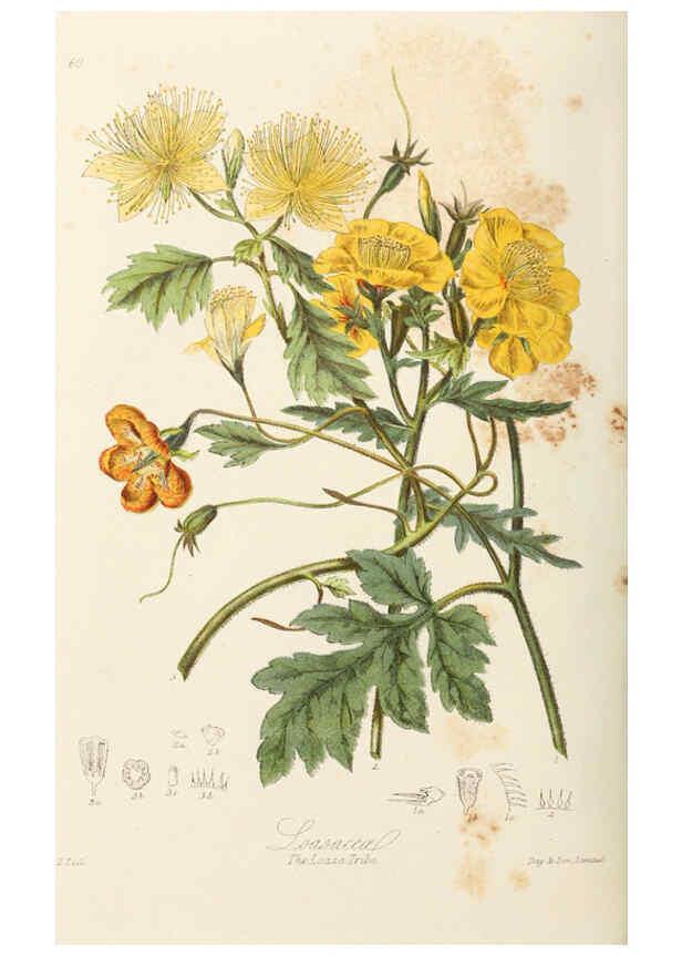 Reproducción/Reproduction 6058490891: Illustrations of the natural orders of plants with groups and descriptions. v.1 London :Sampson Low, Son, and Marston,1868