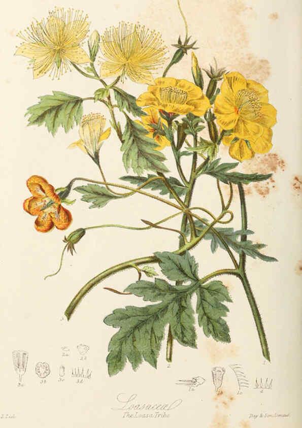 Reproducción/Reproduction 6058490891: Illustrations of the natural orders of plants with groups and descriptions. v.1 London :Sampson Low, Son, and Marston,1868