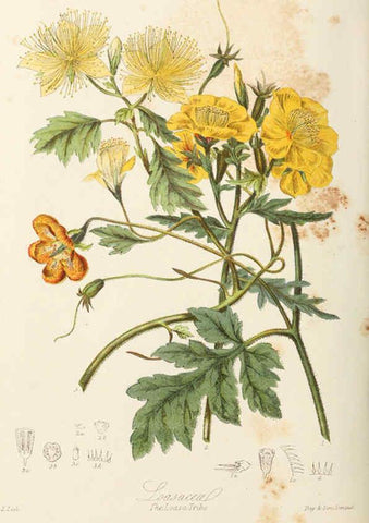 Reproducción/Reproduction 6058490891: Illustrations of the natural orders of plants with groups and descriptions. v.1 London :Sampson Low, Son, and Marston,1868