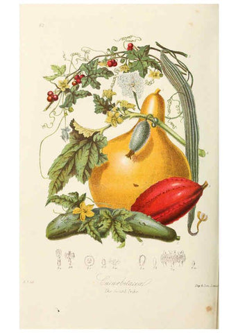 Reproducción/Reproduction 6059038978: Illustrations of the natural orders of plants with groups and descriptions. v.1 London :Sampson Low, Son, and Marston,1868