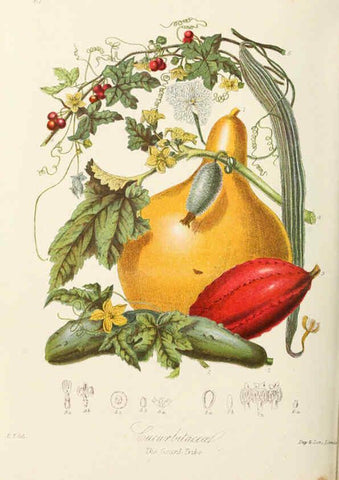 Reproducción/Reproduction 6059038978: Illustrations of the natural orders of plants with groups and descriptions. v.1 London :Sampson Low, Son, and Marston,1868