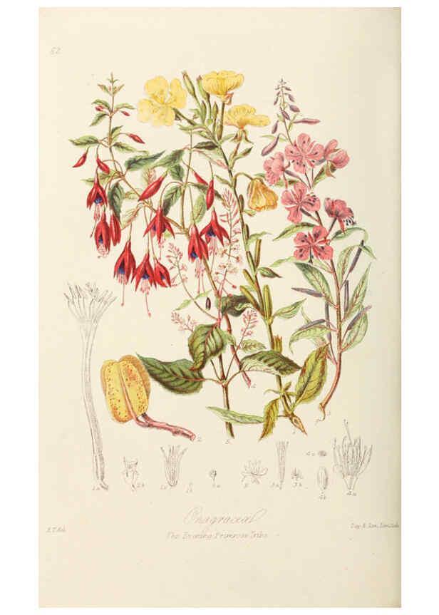 Reproducción/Reproduction 6058491553: Illustrations of the natural orders of plants with groups and descriptions. v.1 London :Sampson Low, Son, and Marston,1868