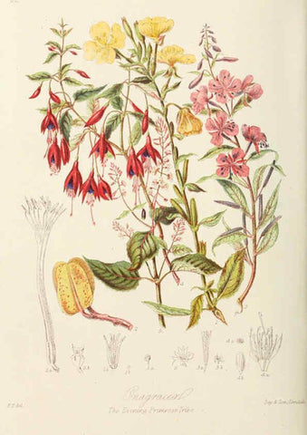 Reproducción/Reproduction 6058491553: Illustrations of the natural orders of plants with groups and descriptions. v.1 London :Sampson Low, Son, and Marston,1868