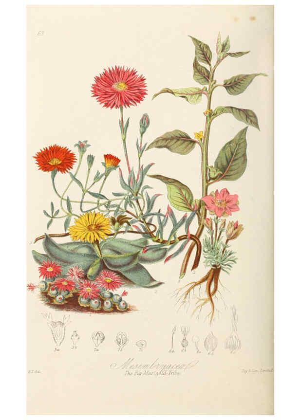 Reproducción/Reproduction 6059039602: Illustrations of the natural orders of plants with groups and descriptions. v.1 London :Sampson Low, Son, and Marston,1868