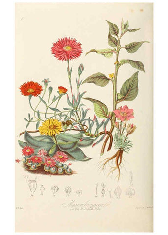 Reproducción/Reproduction 6059039602: Illustrations of the natural orders of plants with groups and descriptions. v.1 London :Sampson Low, Son, and Marston,1868