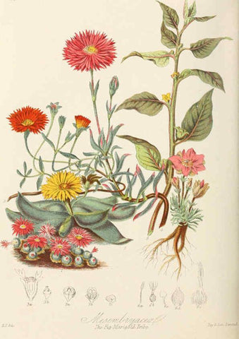 Reproducción/Reproduction 6059039602: Illustrations of the natural orders of plants with groups and descriptions. v.1 London :Sampson Low, Son, and Marston,1868
