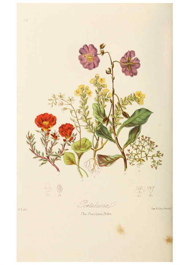 Reproducción/Reproduction 6059039828: Illustrations of the natural orders of plants with groups and descriptions. v.1 London :Sampson Low, Son, and Marston,1868