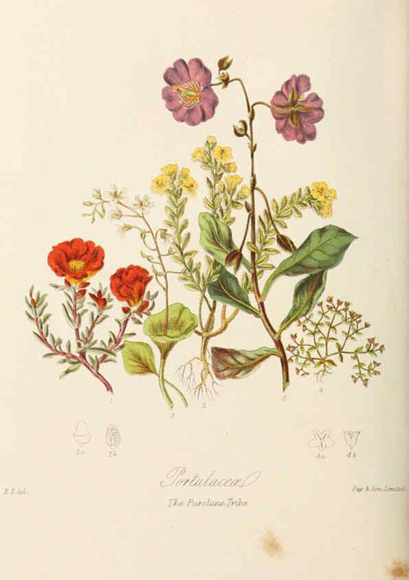 Reproducción/Reproduction 6059039828: Illustrations of the natural orders of plants with groups and descriptions. v.1 London :Sampson Low, Son, and Marston,1868