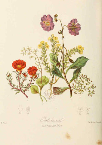 Reproducción/Reproduction 6059039828: Illustrations of the natural orders of plants with groups and descriptions. v.1 London :Sampson Low, Son, and Marston,1868