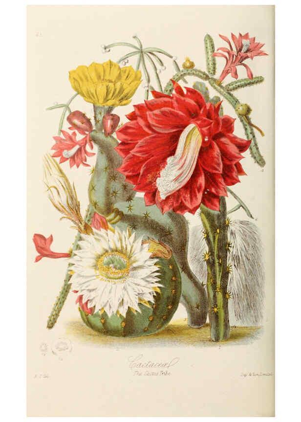 Reproducción/Reproduction 6058492127: Illustrations of the natural orders of plants with groups and descriptions. v.1 London :Sampson Low, Son, and Marston,1868
