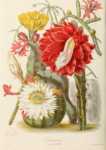 Reproducción/Reproduction 6058492127: Illustrations of the natural orders of plants with groups and descriptions. v.1 London :Sampson Low, Son, and Marston,1868