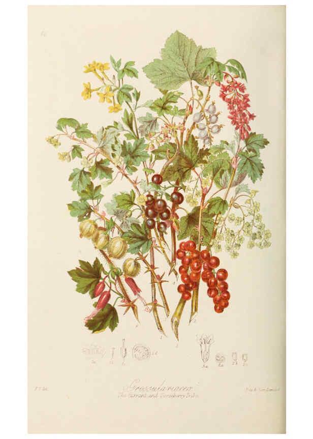 Reproducción/Reproduction 6059040260: Illustrations of the natural orders of plants with groups and descriptions. v.1 London :Sampson Low, Son, and Marston,1868