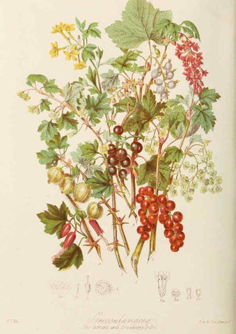 Reproducción/Reproduction 6059040260: Illustrations of the natural orders of plants with groups and descriptions. v.1 London :Sampson Low, Son, and Marston,1868