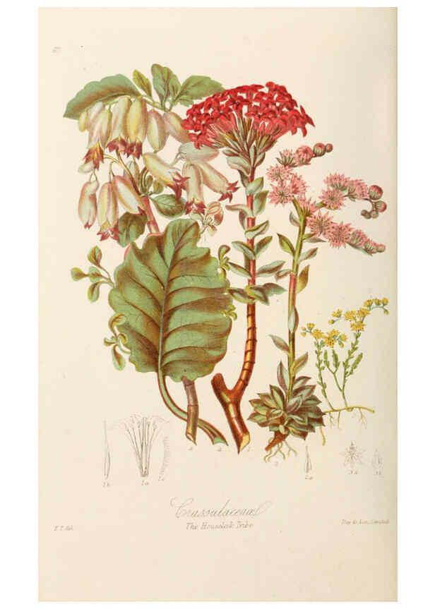 Reproducción/Reproduction 6058492515: Illustrations of the natural orders of plants with groups and descriptions. v.1 London :Sampson Low, Son, and Marston,1868