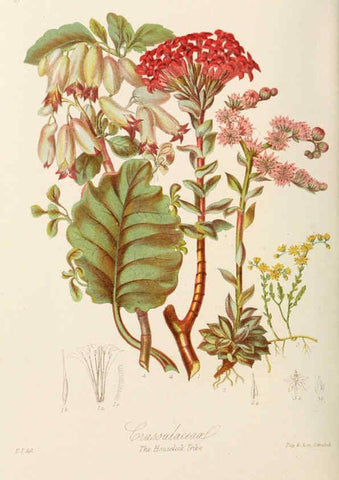Reproducción/Reproduction 6058492515: Illustrations of the natural orders of plants with groups and descriptions. v.1 London :Sampson Low, Son, and Marston,1868