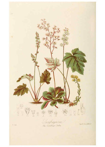 Reproducción/Reproduction 6059040580: Illustrations of the natural orders of plants with groups and descriptions. v.1 London :Sampson Low, Son, and Marston,1868